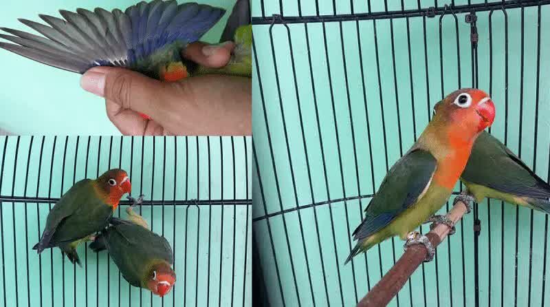 cara-mencetak-mutasi-warna-baru-lovebird-1784178