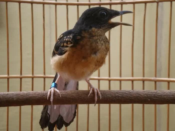 cara-merawat-murai-batu-trotol-dengan-baik-biar-cepat-gacor-1995137