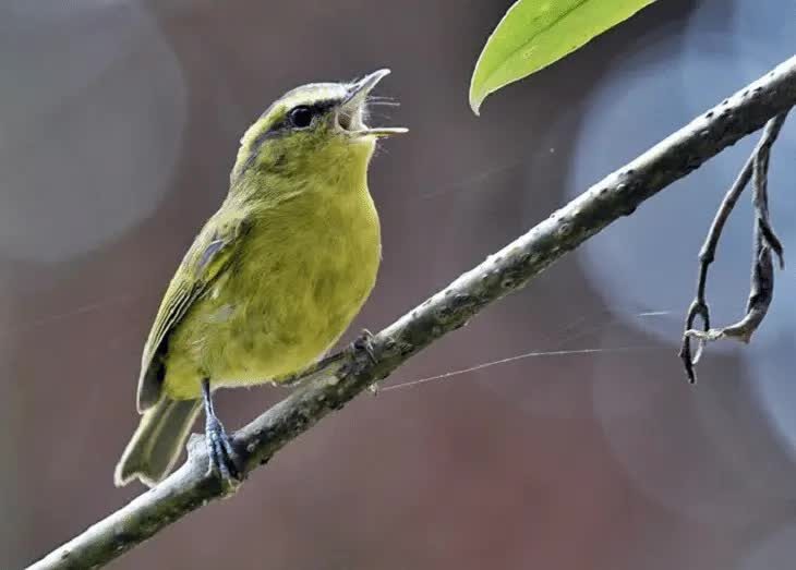 perawatan-harian-cikrak-daun-8974868