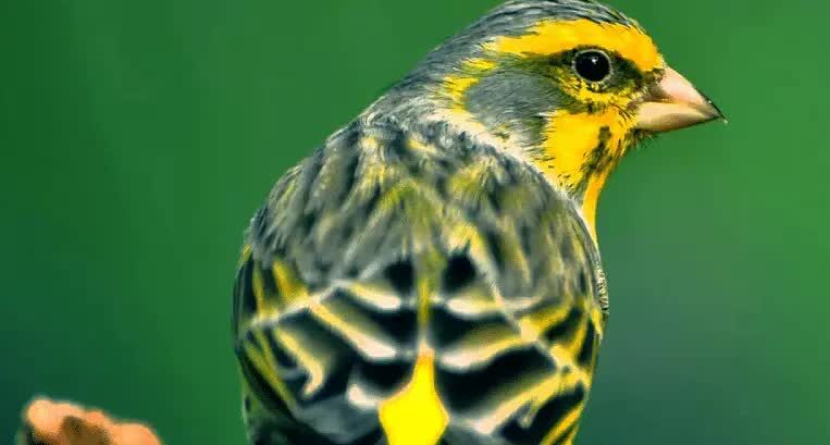 mengetahui-ciri-ciri-kenari-spanish-timbrado-terlengkap-5371923