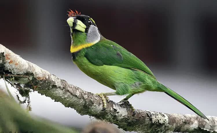 burung-takur-api-4896206