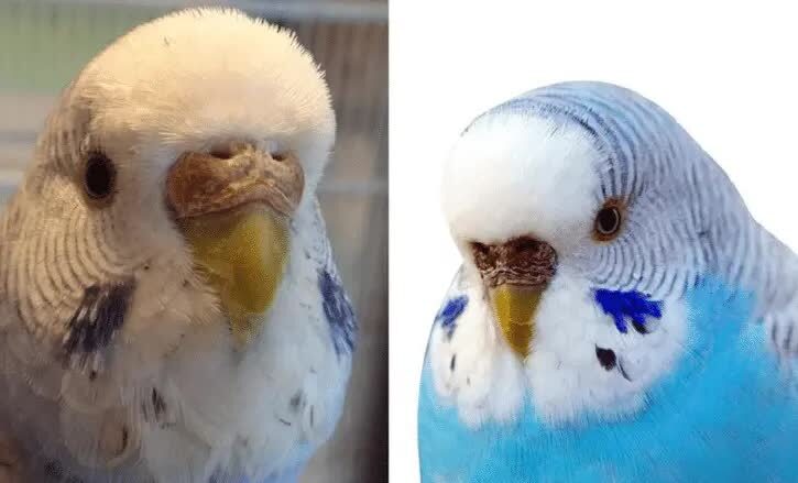 cara-membedakan-burung-parkit-jantan-dan-betina-paling-mudah-3649874