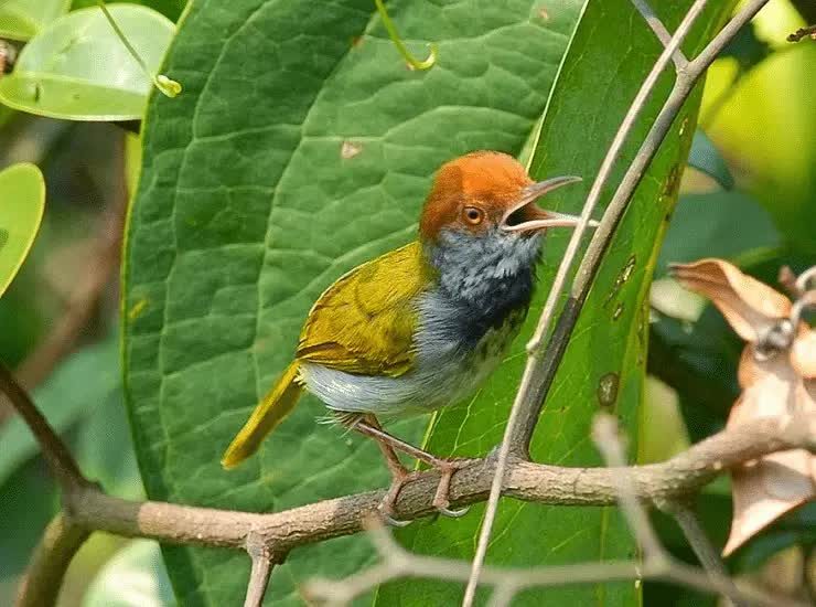 cara-memilih-prenjak-lumut-bakalan-dan-perawatannya-3894313