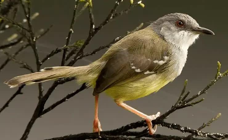 cara-mengatasi-ciblek-over-birahi-4075017