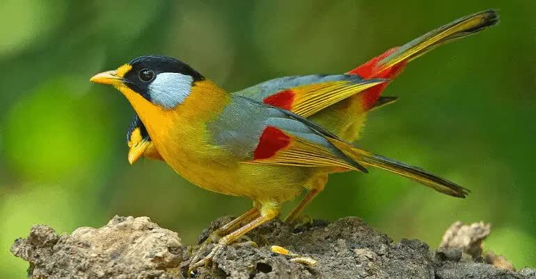 cara-merawat-burung-paok-pancawarna-agar-bisa-gacor-2143868