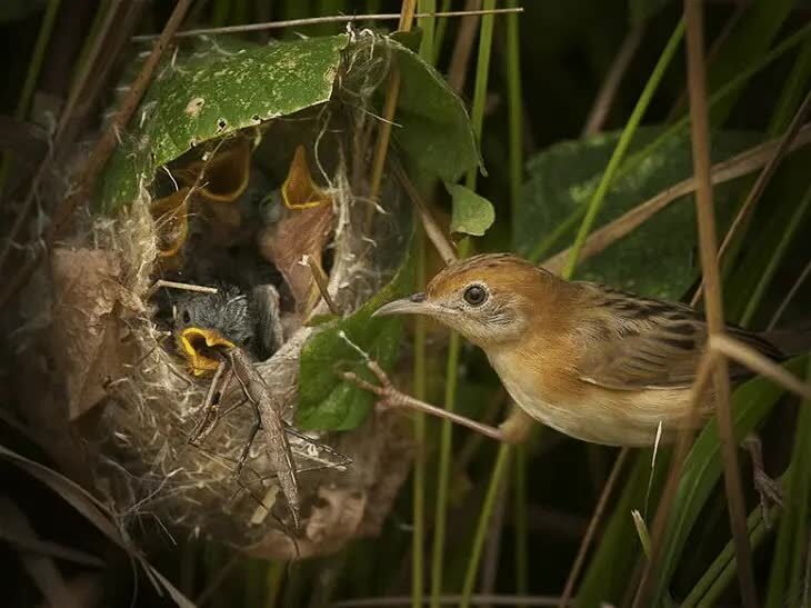 ciri-khas-burung-cici-merah-5251904