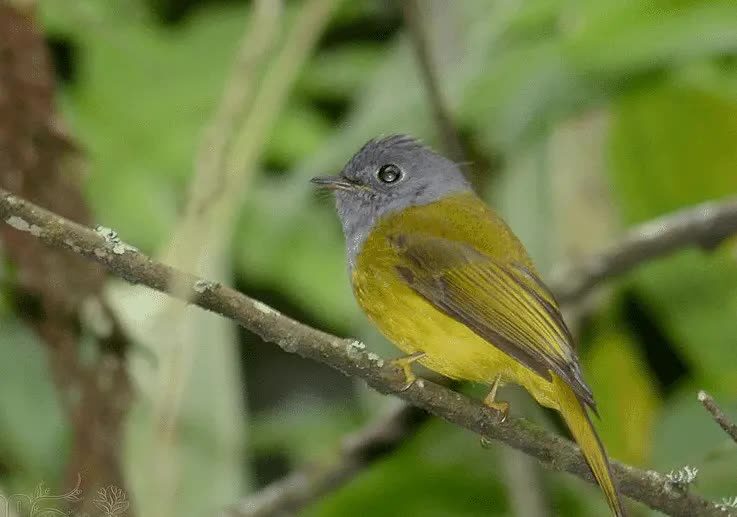 ciri-khas-burung-sikatan-kepala-abu-6866781