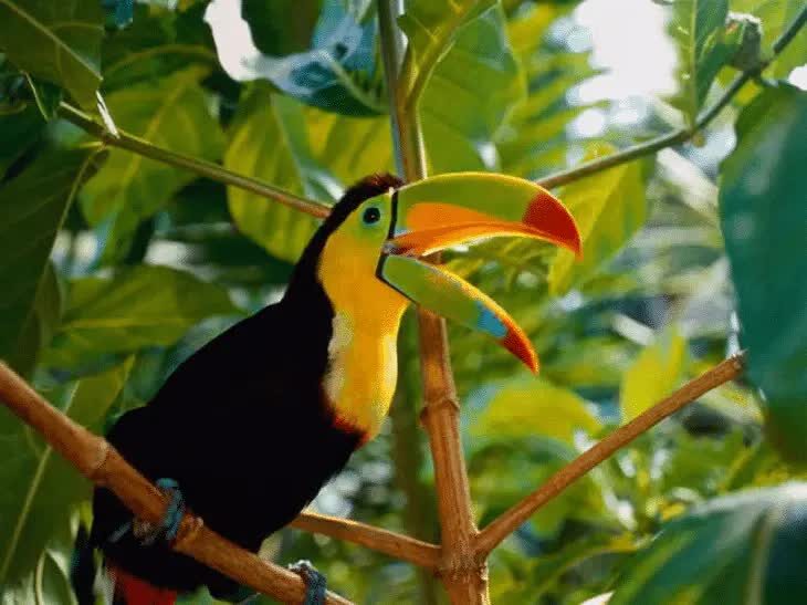 ciri-khas-burung-toucan-dan-fungsi-paruhnya-yang-besar-dan-unik-3208221