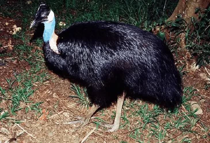 karakteristik-burung-kasuari-kerdil-habitat-dan-persebarannya-3853287