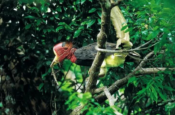 mengenal-burung-enggang-gading-khas-dari-kalimantan-5099574
