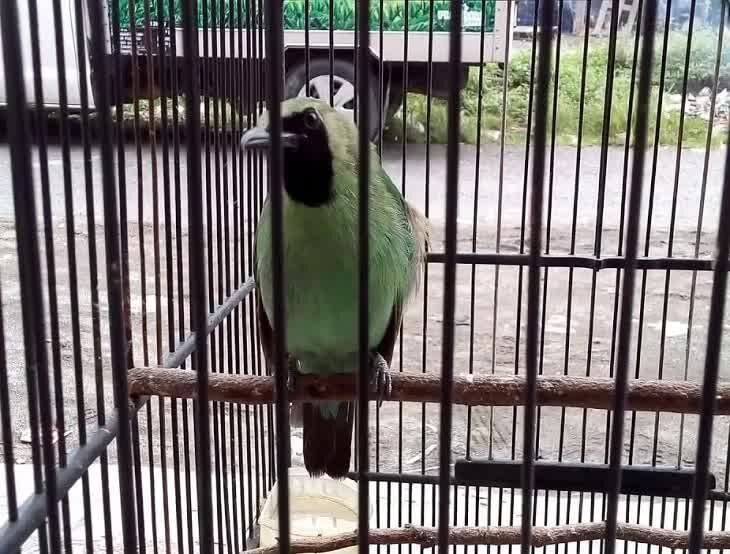 penyebab-cara-mengatasi-cucak-ijo-sering-didis-di-arena-lomba-3002197