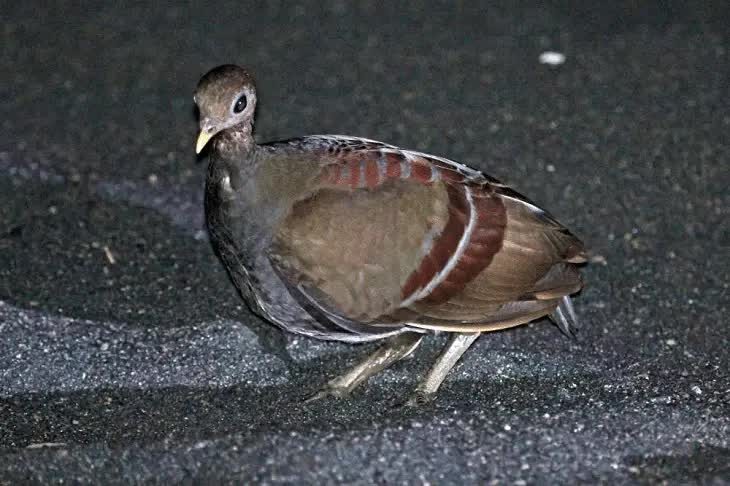 perilaku-burung-gosong-maluku-6997448