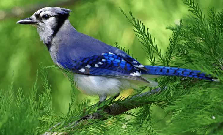 perilaku-unik-blue-jay-3465224