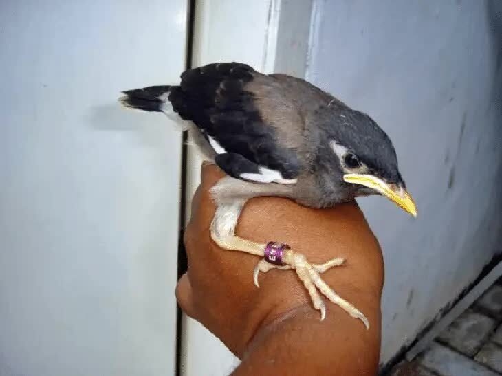 tips-mudah-menjinakkan-burung-jalak-nias-yang-liar-7442762