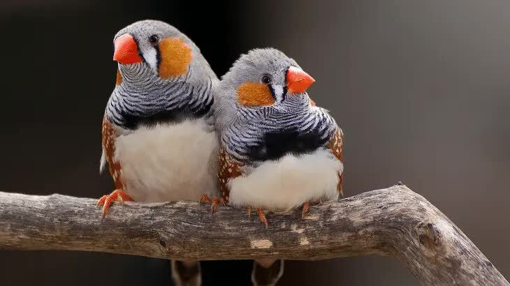 ciri-burung-zebra-finch-serta-perbedaan-jantan-dan-betina-5194277