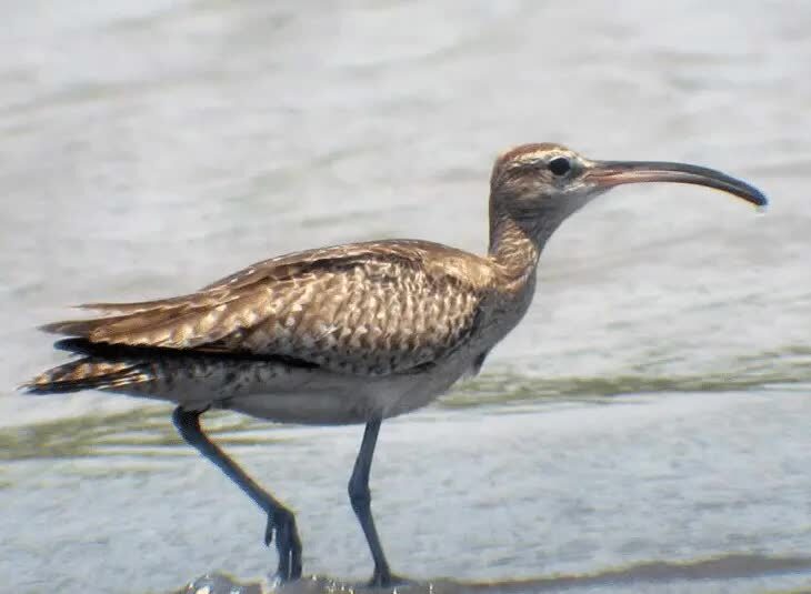 inilah-4-jenis-burung-gajahan-yang-ada-di-sunda-besar-2522114