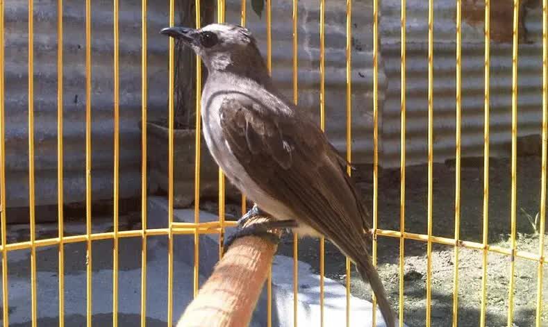 inilah-cara-mudah-melatih-burung-trucukan-makan-voer-3798892