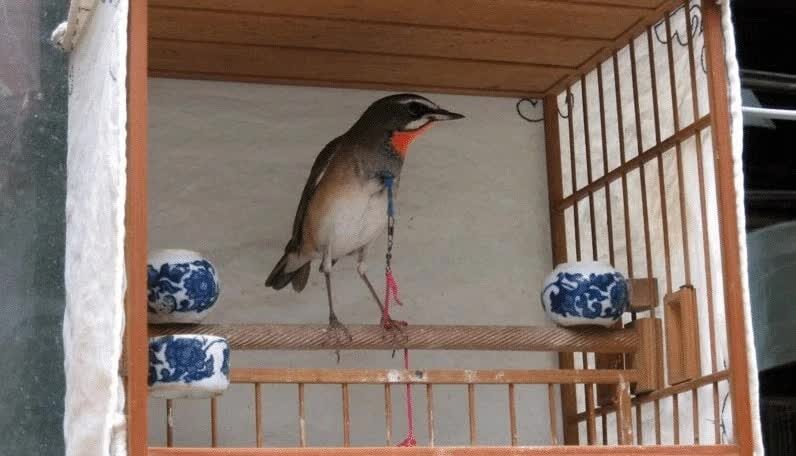 perawatan-berkecet-leher-merah-5951780