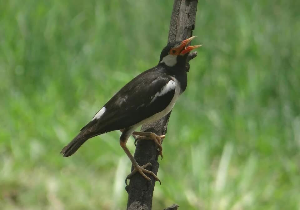 pied-myna-385273_960_720-6887413