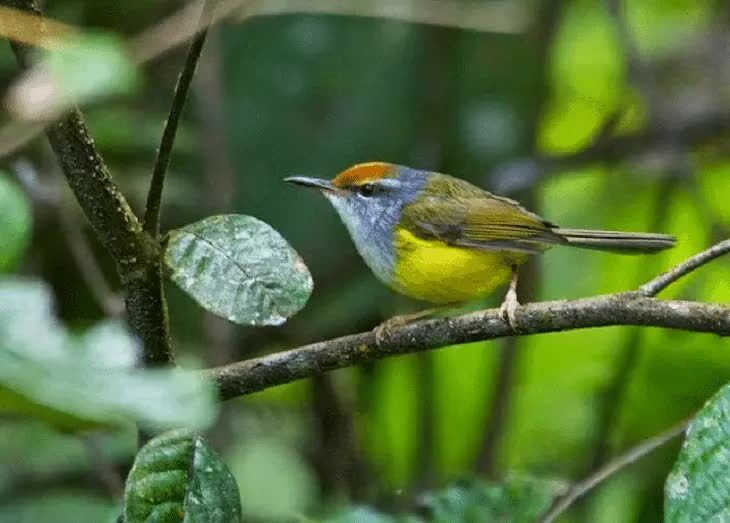 burung-cinenen-gunung-1489645