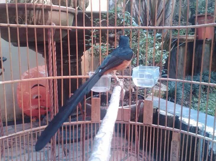 burung-murai-batu-dorong-ekor-2512941