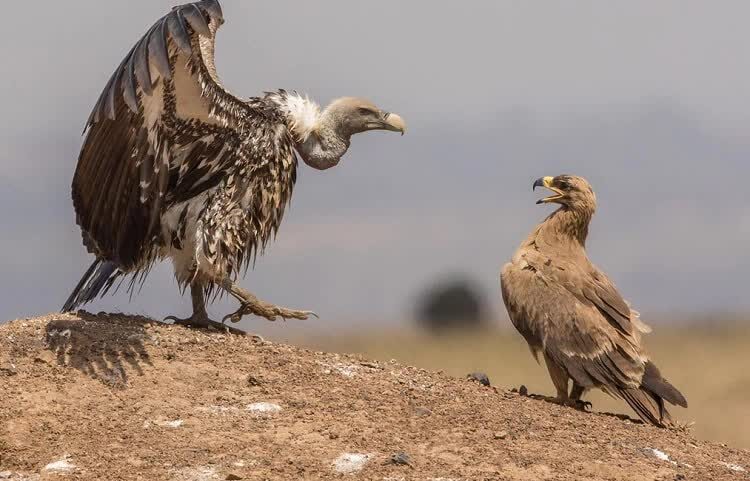 burung-vulture-ruppel-mampu-terbang-setara-jelajah-pesawat-9438652