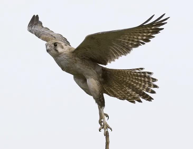 ciri-burung-alap-alap-1434786