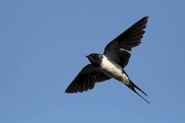 ciri-ciri-burung-walet-sapi-1890744