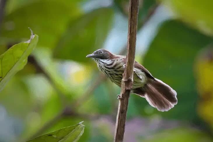 ciri-khas-burung-ciung-air-coreng-5033838