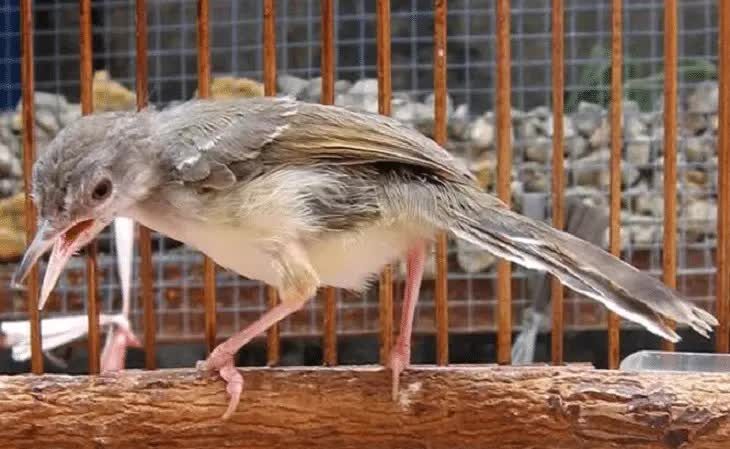 inilah-penyebab-dan-cara-mengatasi-ciblek-cabut-bulu-ekor-8873005