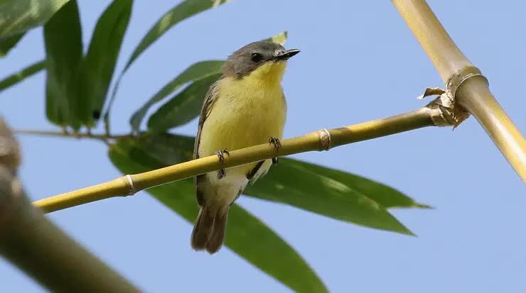 jenis-burung-remetuk-1686404