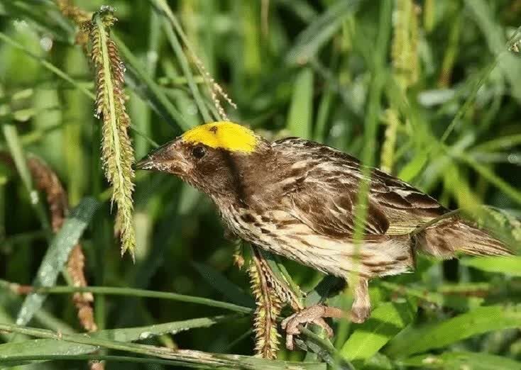 jenis-makanan-burung-manyar-8618098