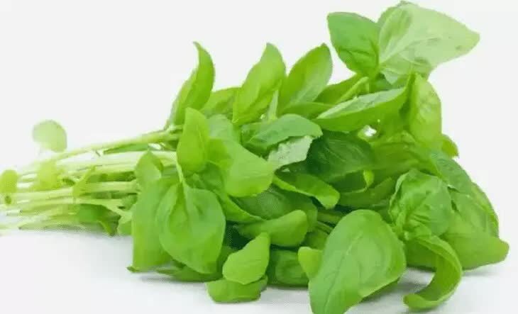 manfaat-bayam-bagi-lovebird-yang-harus-anda-ketahui-5761317