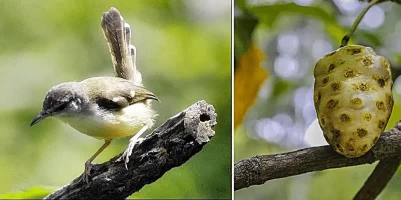 manfaat-mengkudu-untuk-burung-ciblek-7293520