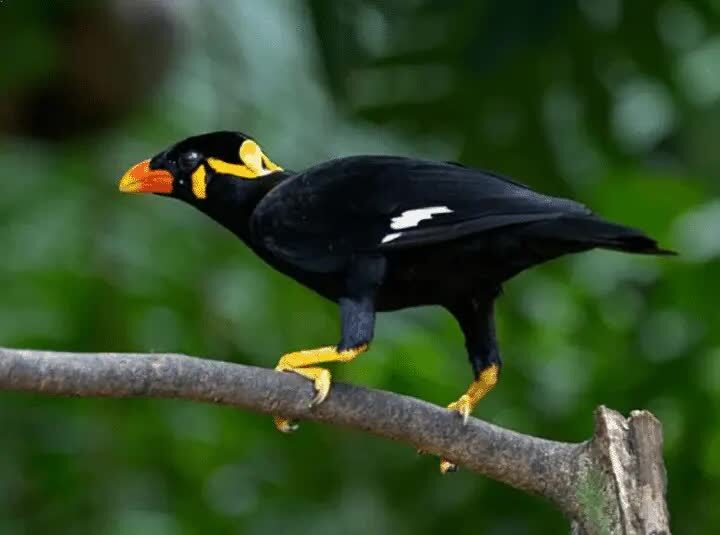 mengenal-burung-beo-nias-endemik-dari-pulau-sumatera-1096865