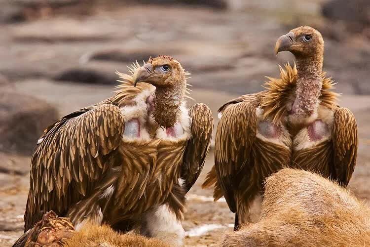 mengenal-burung-himalayan-vulture-spesies-burung-pemakan-bangkai-7695423