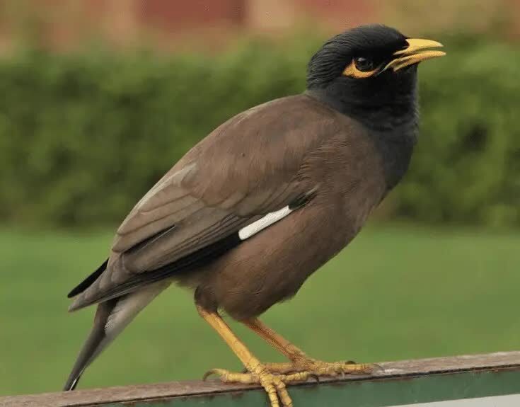 tips-pemasteran-jalak-nias-1848280