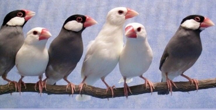 1-mengenal-lebih-dekat-jenis-burung-glatik-dan-habitatnya-3113986