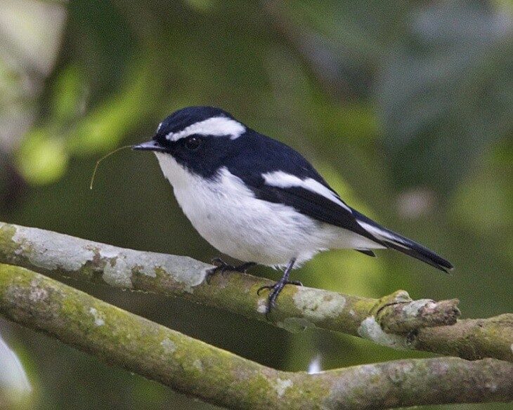 1-mengenal-ciri-khas-burung-sikatan-belang-dan-habitanya-3161283