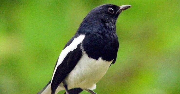 2-cara-paling-efektif-menguruskan-burung-kacer-yang-kegemukan-2350394