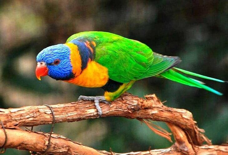 2-cara-merawat-burung-nuri-agar-cepat-berbicara-layaknya-manusia-8225104