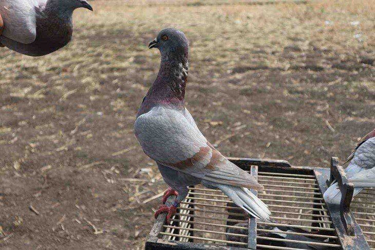 banyak-cara-membuat-napas-merpati-kuat-dan-panjang-saat-dilombakan-1988061