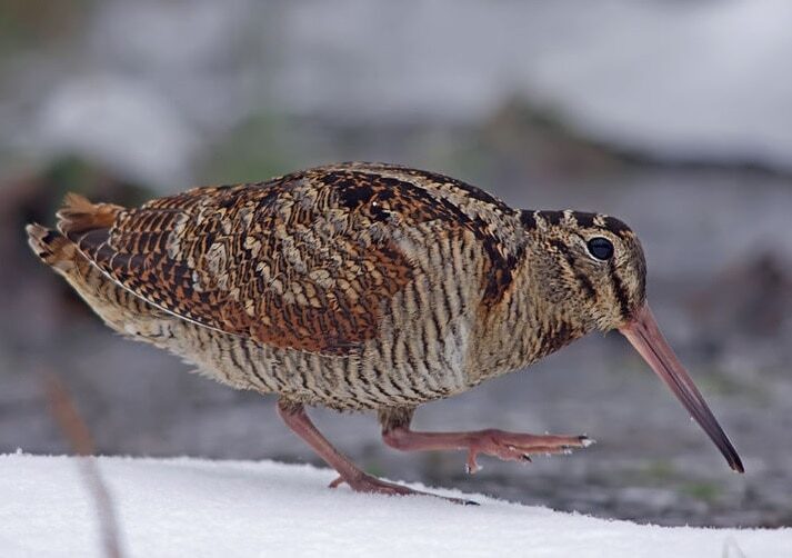 burung-berkik-gunung-maluku-jenis-burung-endemik-pulau-obi-3001021