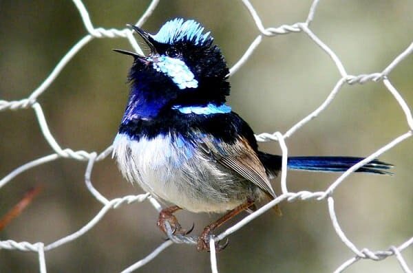 burung-cikrak-peri-burung-cantik-pandai-menguping-8046837