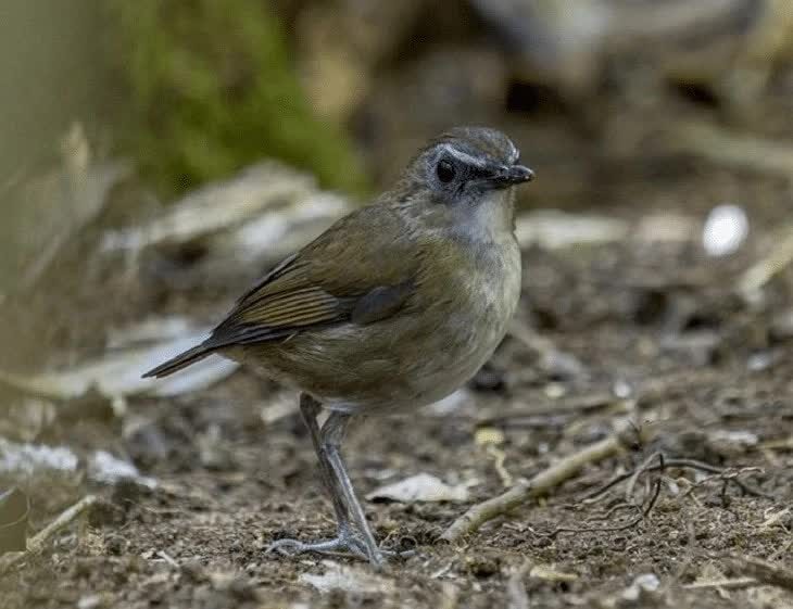 burung-cingcoang-cokelat-2449896