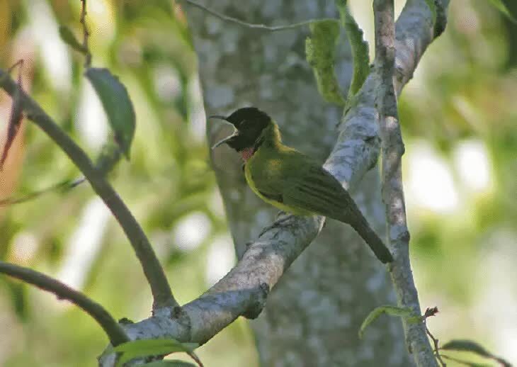 burung-kancilan-flores-8915195