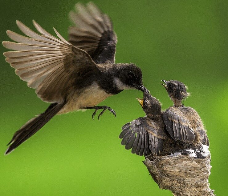 burung-kipasan-belang-7572591
