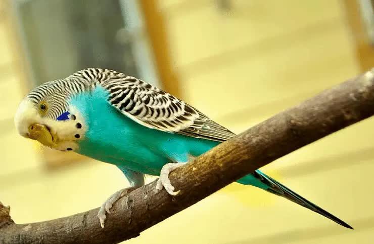 burung-parkit-berkualitas-5842863