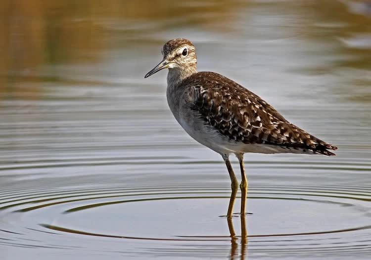 burung-trinil-semak-8522516