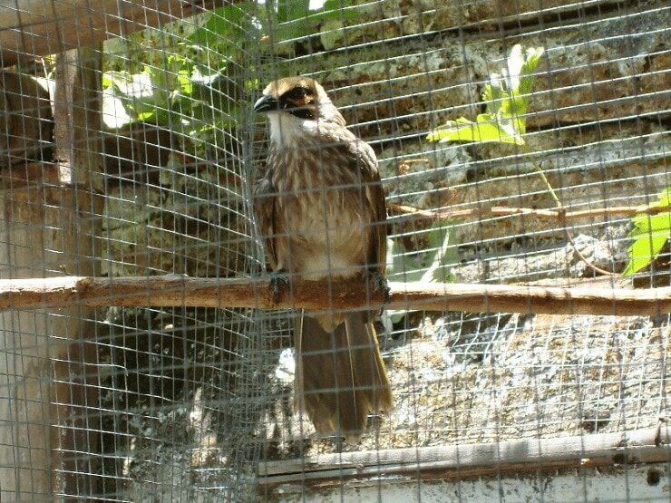 cara-budidaya-burung-cucak-rowo-paling-mudah-5089188